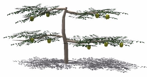 TF-Malus-Espalier.jpg