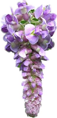 Wisteria Bloom.png