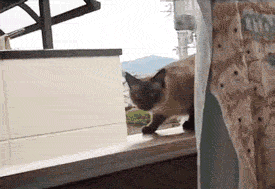 Jumping-Cat.gif