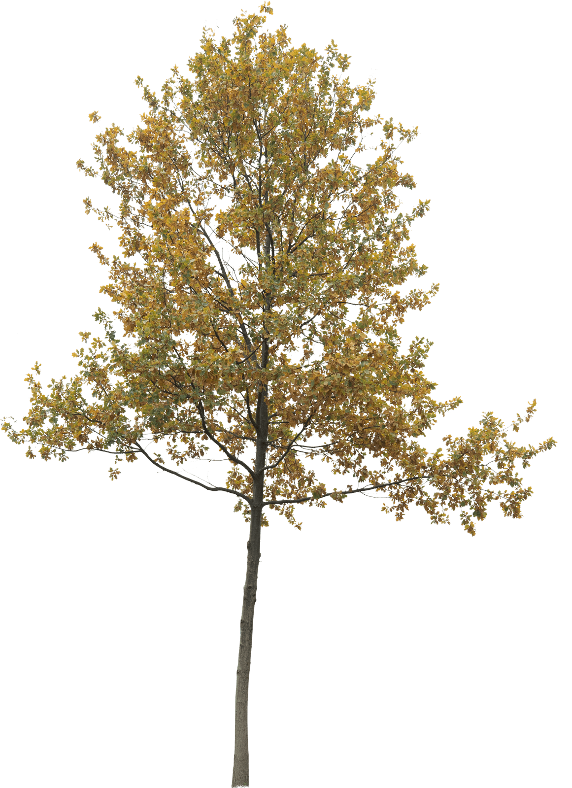 example tree png