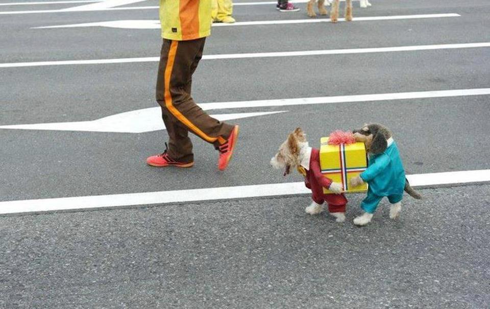 dog costume.jpg