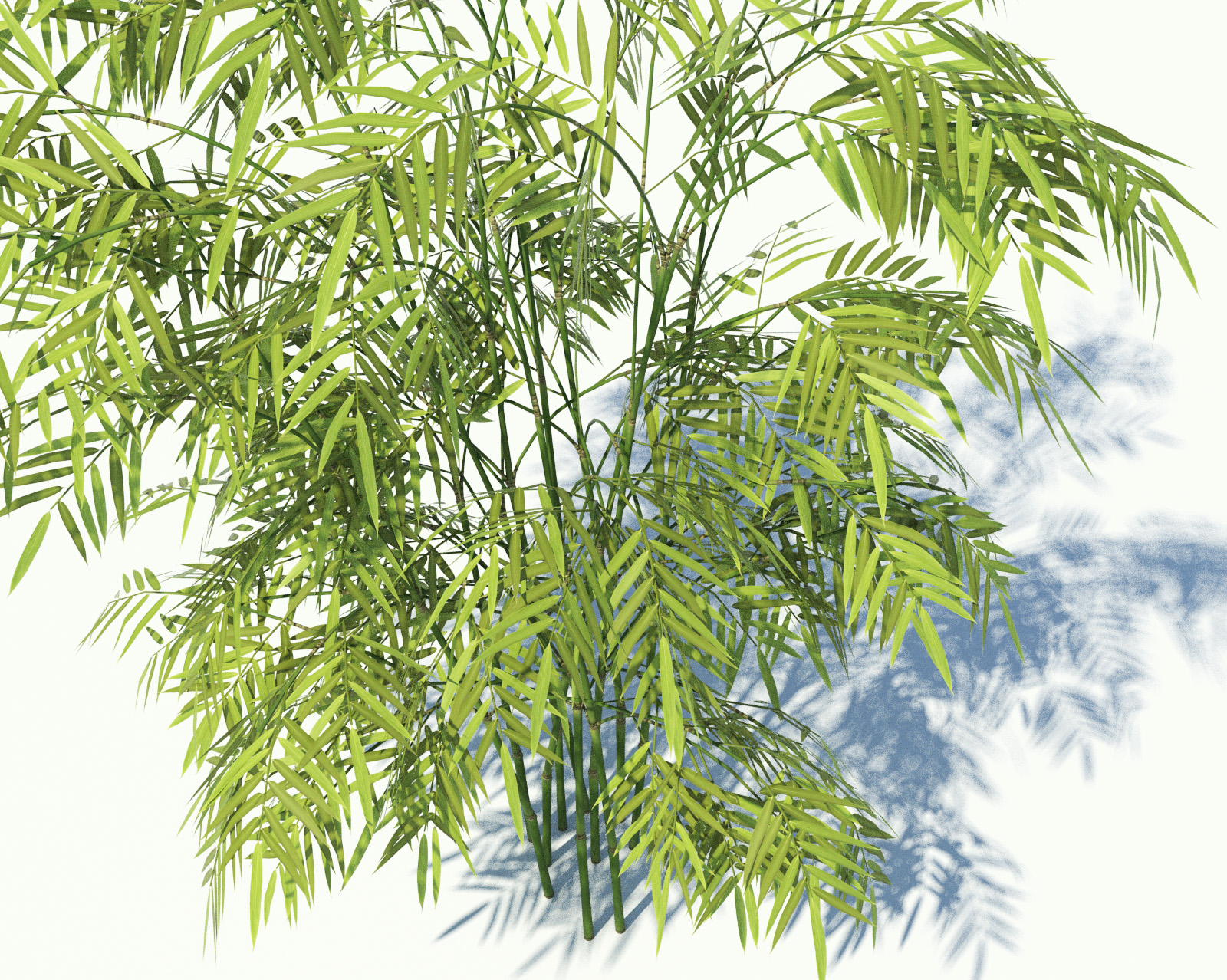 Bamboo4_1600.jpg