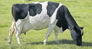 Dairy Cow.jpeg