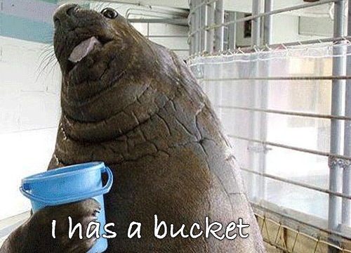 I has a bucket.jpg