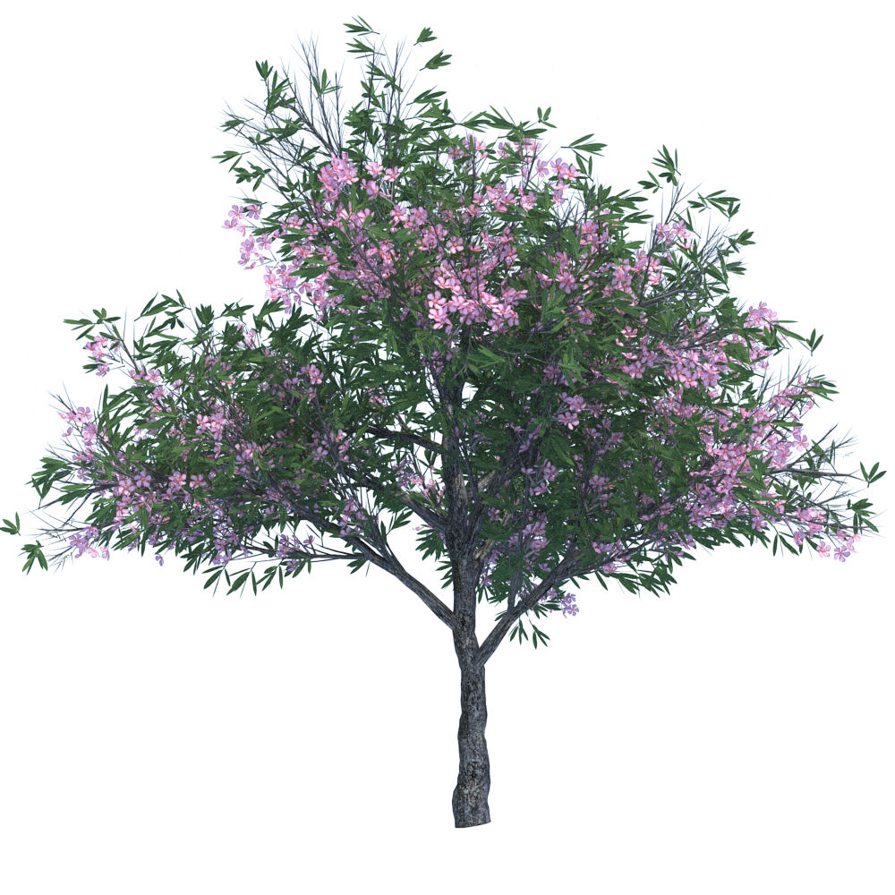 oleander.jpg