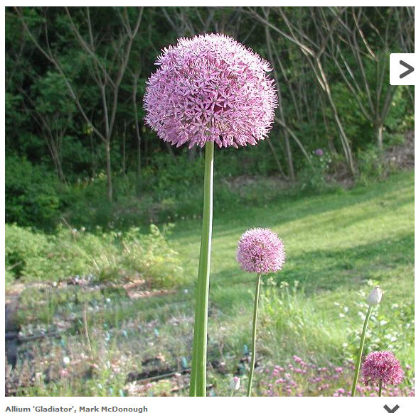 allium.jpg