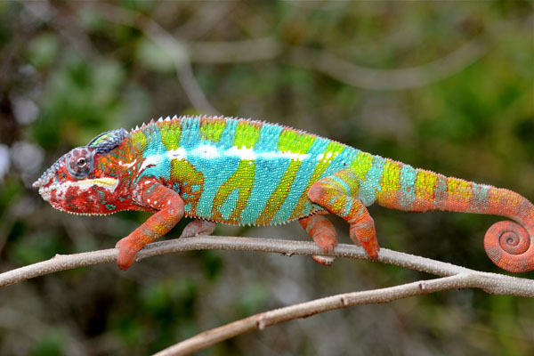 panther-chameleon.jpg