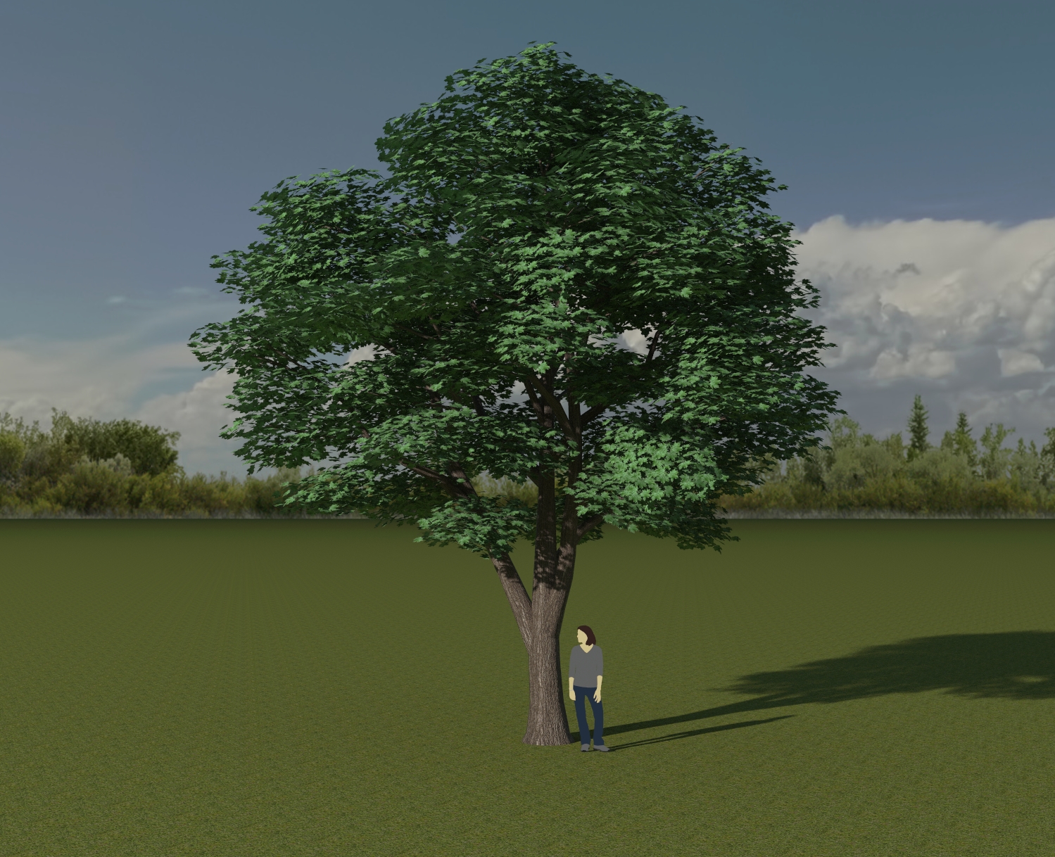 maple tree test.jpg