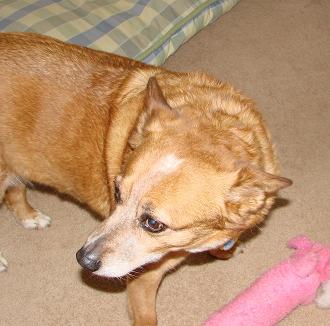 Mollie (1991-2009)