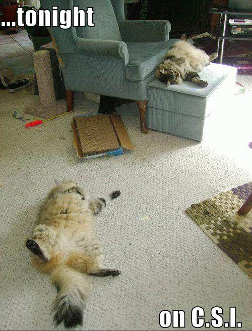 funny-pictures-csi-sleeping-cats.jpg