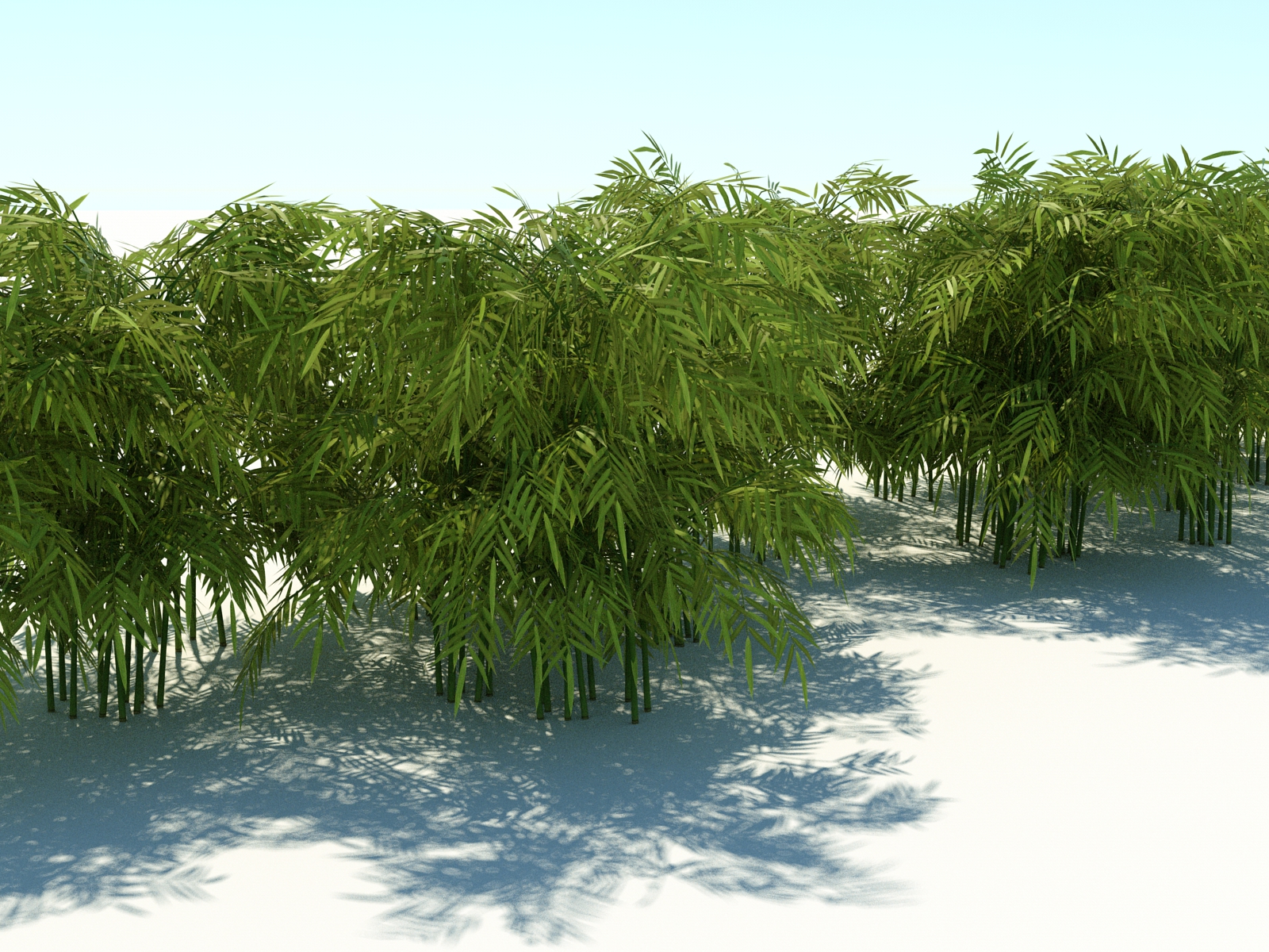 Bamboo3_1600.jpg