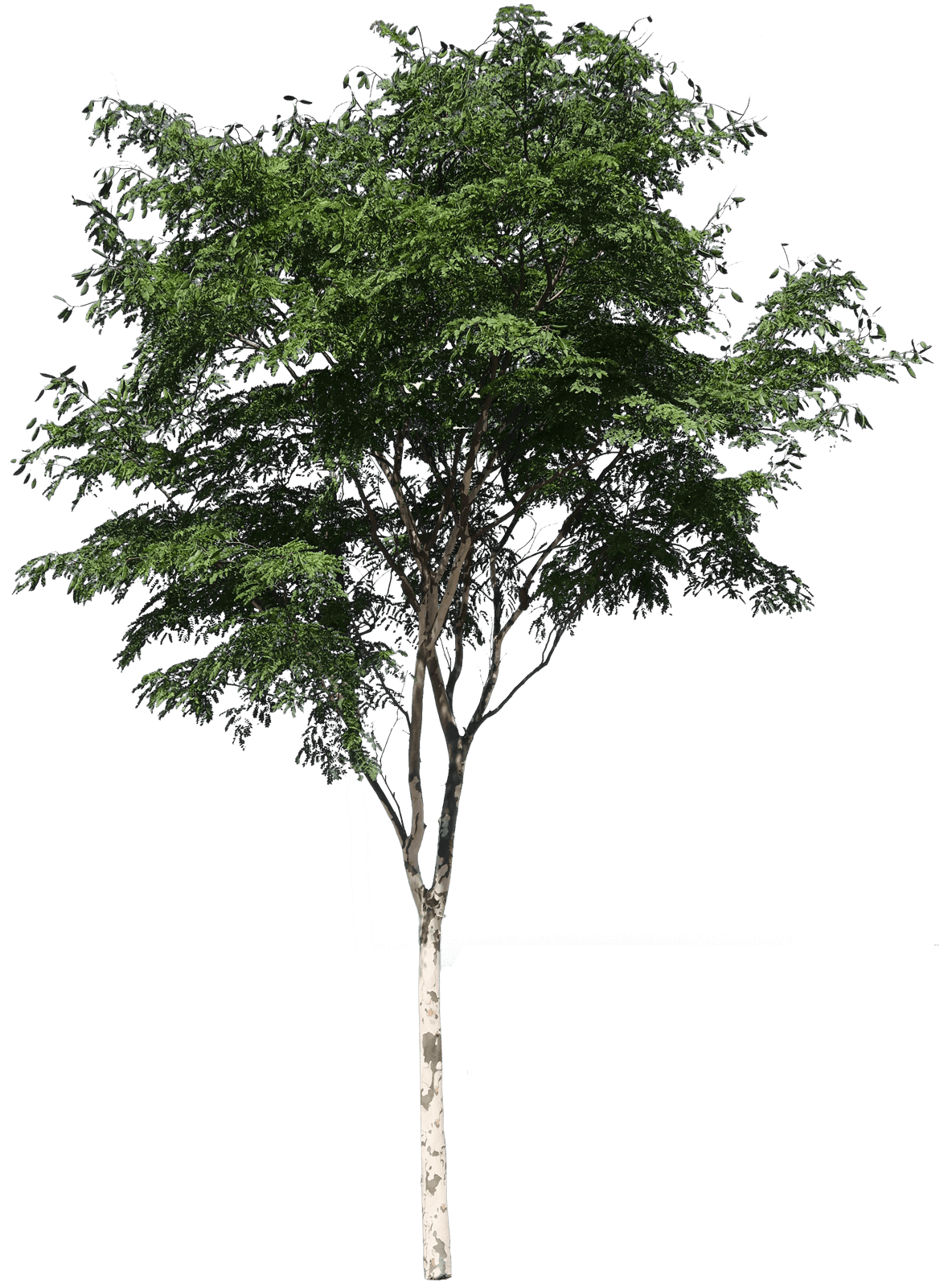 Eucalyptus tree.png