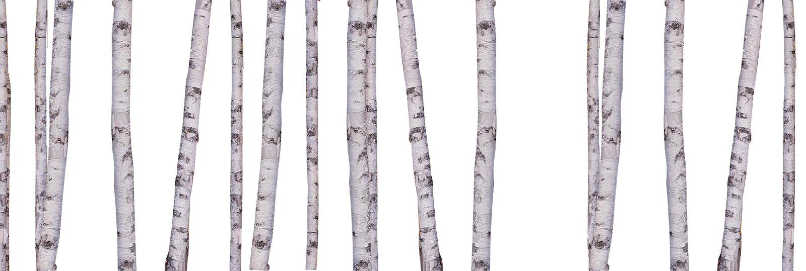 MULTIPLE BIRCH.png