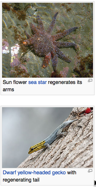 Starfishgecko.jpg