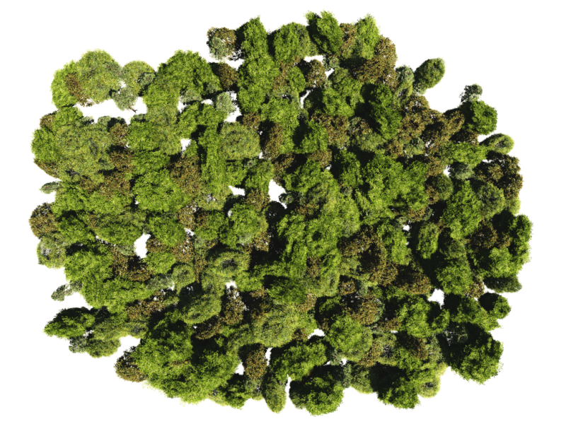 bunch of trees.png