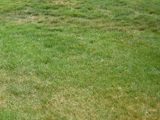 lawn 1.jpg