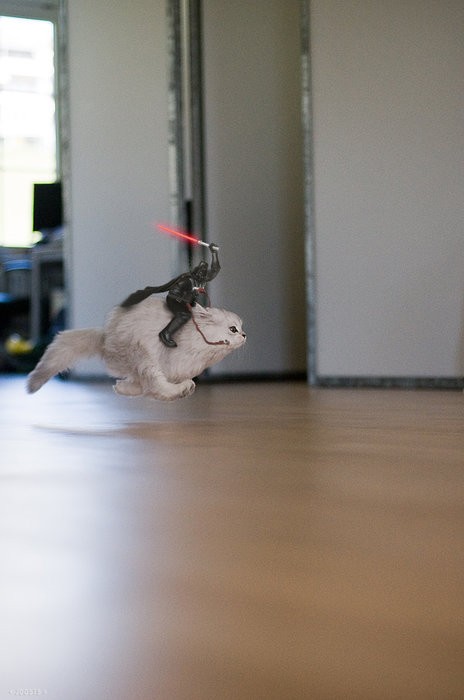 Star-Wars-Cat.jpg