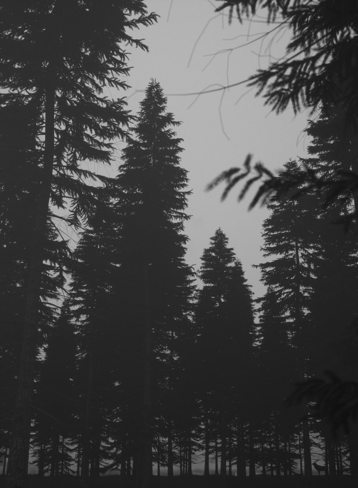 fog forest.jpg