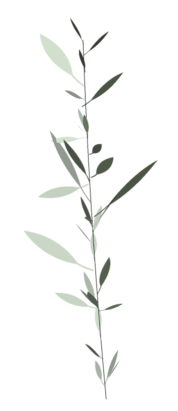 olive leaves.jpg