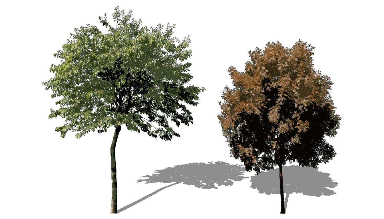 2D Tree Sample (Medium).jpg