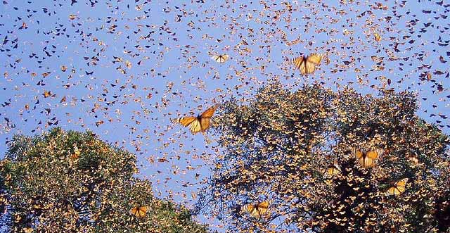 monarch-butterfly-migration.jpg
