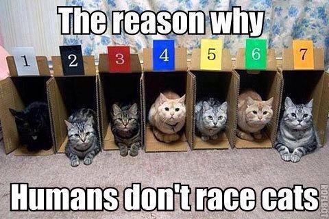 Cat Racing.jpg