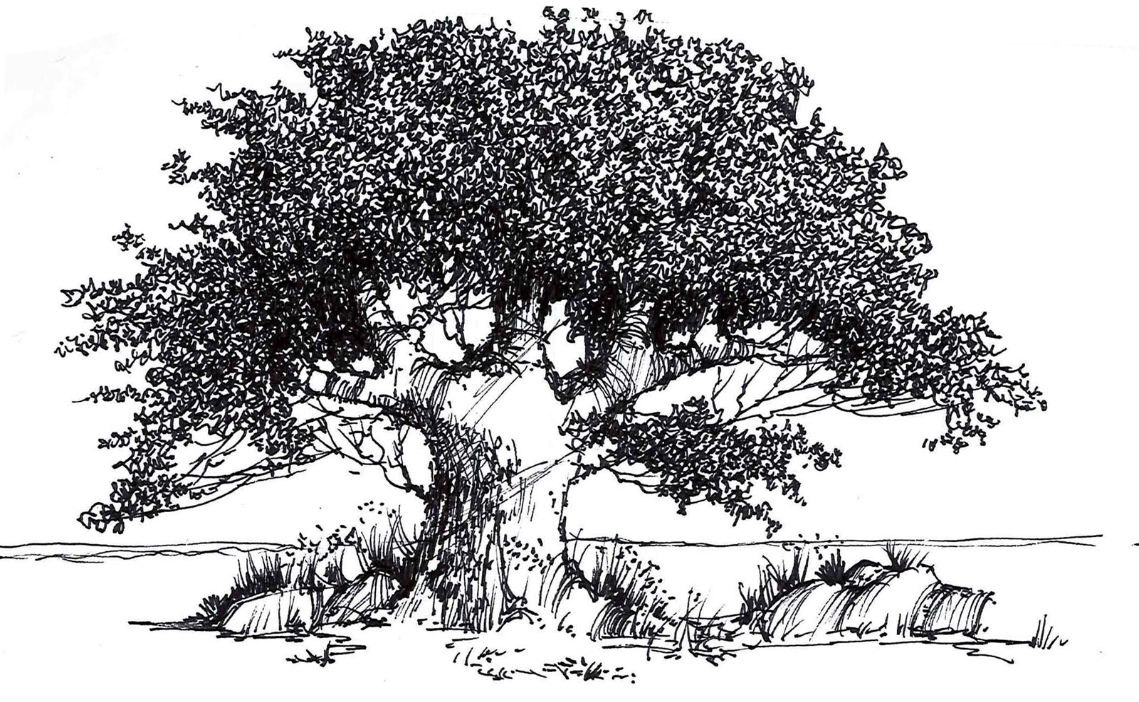 tree 3 Sm.jpg