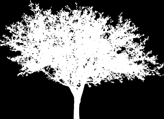 tree_alpha