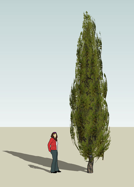 3d-pine.jpg