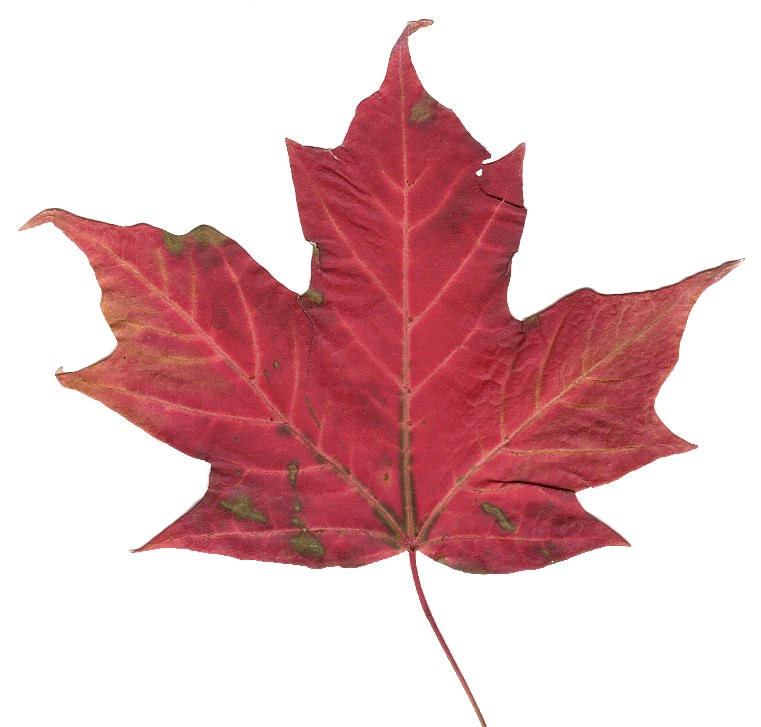 Canadian_maple_leaf_2.png