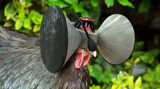 second-livestock-virtual-reality-for-chickens.jpg