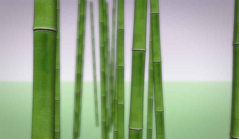 bamboo_p.jpg