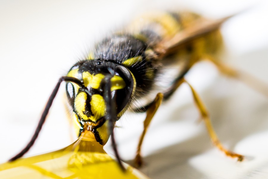Macro wasp.jpg