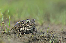 Natterjack Toad).jpg