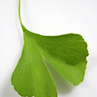 eithertree